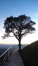 Silhouette of a tree named Alone Tree On the terrace at the top of Puhai mountain, Sop Moei, Mae Hong Son, Thailand Royalty Free Stock Photo