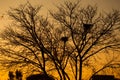 Silhouette of a tree with nests