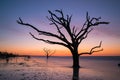 Silhouette of a tree in the ocean Royalty Free Stock Photo