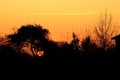 Silhouette of a tree and part of a house in the village. Orange red dawn.