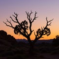 Silhouette of a tree, possibly a Joshua tree (Yucca brevifolia), stands against a vivid