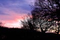 Suffolk tree silouette Royalty Free Stock Photo