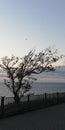 Silhouette of a tree by the sea against the evening sky. Silhouette of a flying bird. Symbolic seascape. Sadness, loneliness.