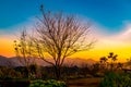 Silhouette Tree Sheding Leaves with Beautiful Orange Sunset on the Hill Royalty Free Stock Photo