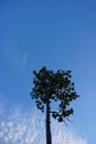 The silhouette of the tree Royalty Free Stock Photo