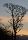 Tree skeleton silhouette at sunset