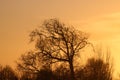 Silhouette of tree skeleton at sunset winter
