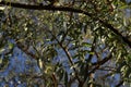 Silhouette of the tree, sky background, landscape and background Royalty Free Stock Photo