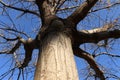 Silhouette of the tree, sky background, landscape and background Royalty Free Stock Photo