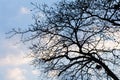 Silhouette tree on the sky selective focus