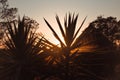 Silhouette tree slope with sunny beams Royalty Free Stock Photo