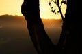 Silhouette of tree and spider webbing between two branches Royalty Free Stock Photo