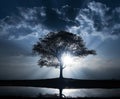 Silhouette of a tree with sun rays in the background. Royalty Free Stock Photo