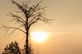 Silhouette tree with sun set on background Royalty Free Stock Photo