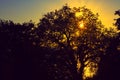 Silhouette of tree with sunbeams Royalty Free Stock Photo