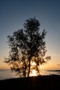 Silhouette of a tree at sunrise in the ocean. Bright sunlight rays through the tree Royalty Free Stock Photo