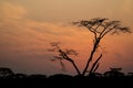 Silhouette of a tree in sunrise