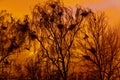 Silhouette of tree at sunset