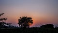 Silhouette of a tree during sunset with clouds in the deep wilderness of forest concept of loneliness and break-up.