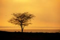 Silhouette of tree in sunset golden hour Royalty Free Stock Photo