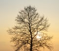Silhouette of tree on sunset Royalty Free Stock Photo