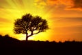 Silhouette of a tree at sunset with a radiant light behind