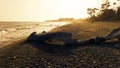 Silhouette of a Tree Trunk On The Beach And Saltiness On The Coast