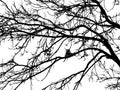Silhouette Of Tree Twig Or Realistic Silhouette Of Tree Bare Branches Without Leaves On A White Background. Tree Twigs Silhouette