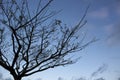 Silhouette of a tree at twilight Royalty Free Stock Photo
