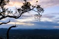 Silhouette of tree at twilight Royalty Free Stock Photo