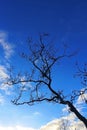 Silhouette of Tree under blue sky