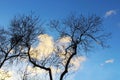 Silhouette of Tree under blue sky