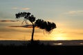 Silhouette of a tree with vultures during sunrise in the african savannah. Royalty Free Stock Photo