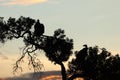 Silhouette of a tree with vultures during sunrise in the african savannah. Royalty Free Stock Photo