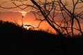 Silhouette trees against with beautiful orange sky. Sunset in background. Abstract orange sky. Dramatic golden sky at the sunset b Royalty Free Stock Photo