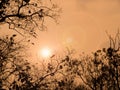 Silhouette trees against with beautiful orange sky at sunset. Dramatic golden sky at the sunset background Royalty Free Stock Photo