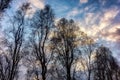 Silhouette of trees against colorful evening sky Royalty Free Stock Photo