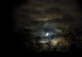 Silhouette of trees against the crescent at night Royalty Free Stock Photo