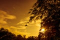 Silhouette of trees against golden sky with sunlight in the even Royalty Free Stock Photo