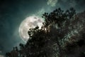 Silhouette of trees against sky and super moon over serenity nat Royalty Free Stock Photo