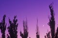 Silhouette of trees against sunset/moonrise, Bowie, AZ