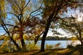 Silhouette of Trees Along the River Bank Royalty Free Stock Photo