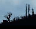 Silhouette of trees and birds Royalty Free Stock Photo