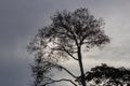 Silhouette of trees on a cloudy evening with the sun hidding behind tough clouds Royalty Free Stock Photo