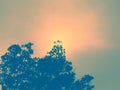 Silhouette of trees and colorful sky with the sun in the background Royalty Free Stock Photo
