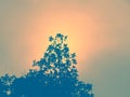 Silhouette of trees and colorful sky with the sun in the background Royalty Free Stock Photo