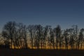 Silhouette of trees growing on the fence line