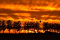 Silhouette with trees and an hotair balloon