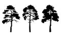 Silhouette of trees with leaves isilated on white background. Tall tree thick trunk crown at height