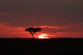 Silhouette of trees during sunet in the african savannah.